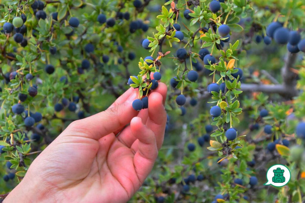 Mano alcanzando un fruto maduro de calafate.