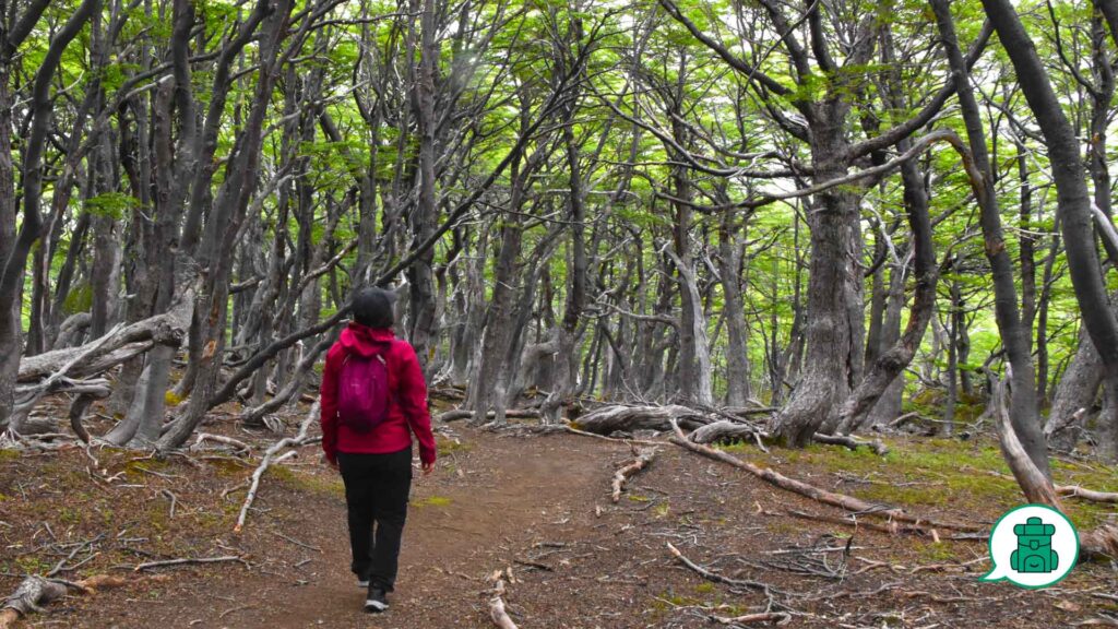 Bajo los colores del ñirre Mujer caminando entre árboles de ñirre en otoño.