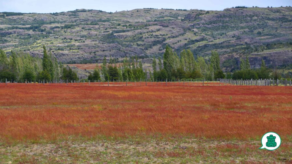 Pradera abierta rumbo a Cerro Castillo.