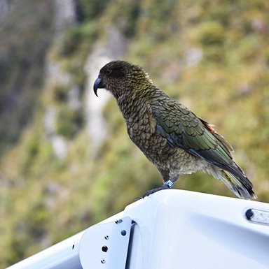 Encuentro con un Kea en el sur de Nueva Zelanda Loro colorido posado sobre techo de automóvil.