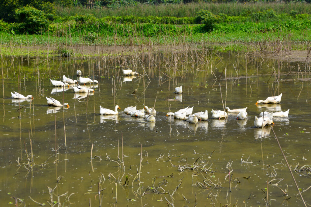 Grupo de patos blancos nadando en una zona pantanosa cerca de las formaciones rocosas de Ninh Binh.