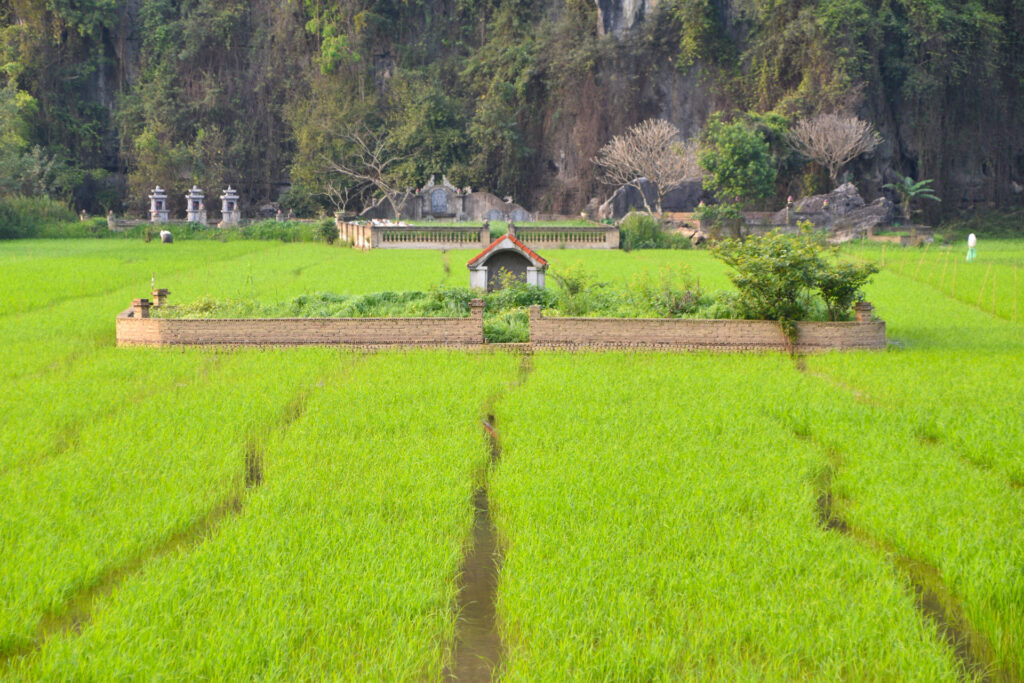 Paisaje de campos de arroz de un verde intenso bajo las montañas de piedra caliza en Ninh Binh.