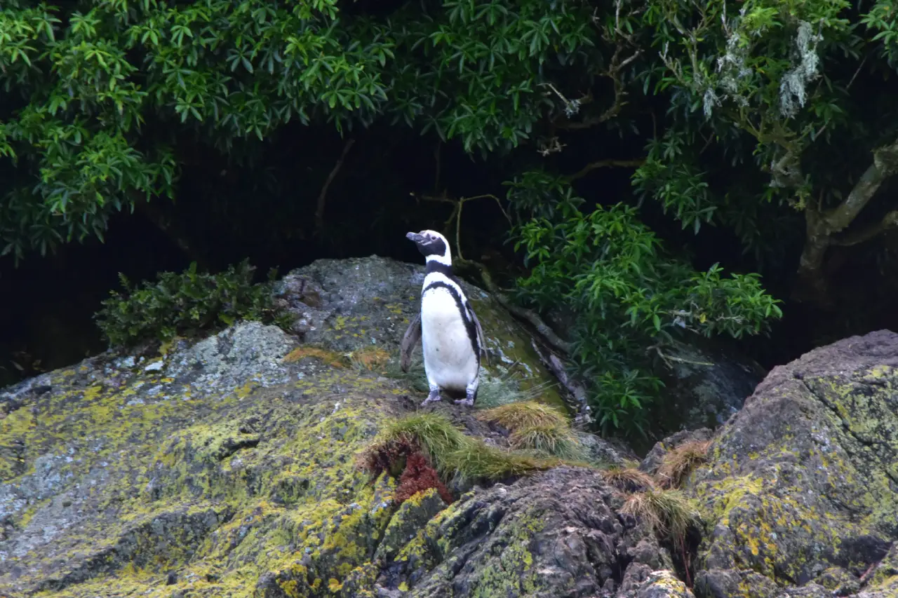 Pingüino de Magallanes en el litoral