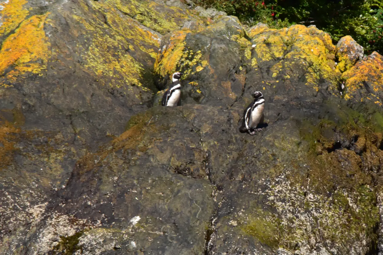Grupo de pingüinos