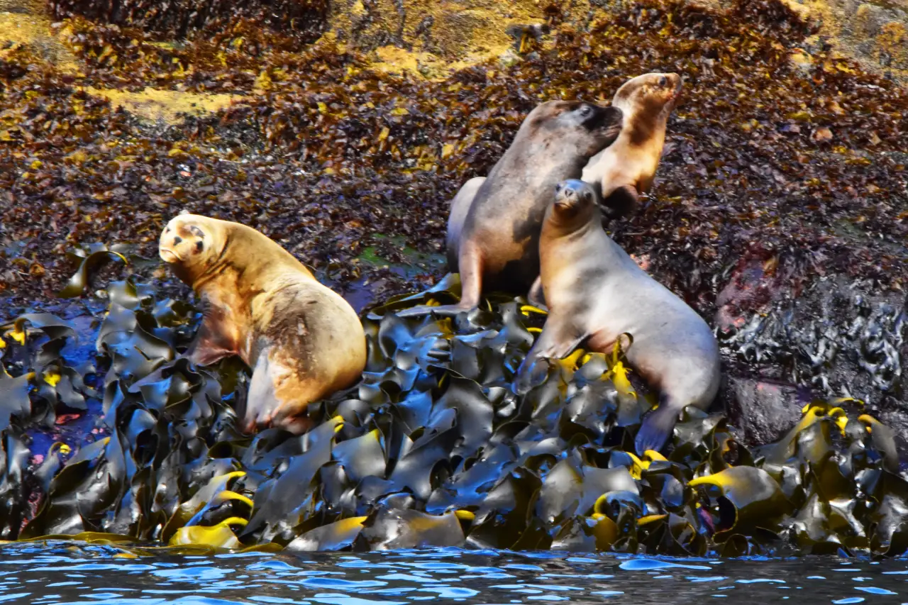 Lobos marinos en roquerío